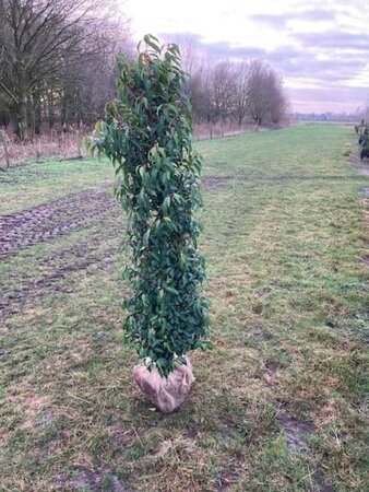 Prunus lusitanica 'Angustifolia' 150-175 cm met kluit - afbeelding 9