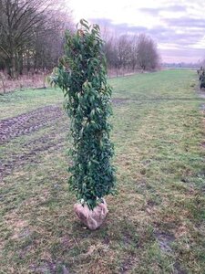 Prunus lusitanica 'Angustifolia' 150-175 cm met kluit - afbeelding 9