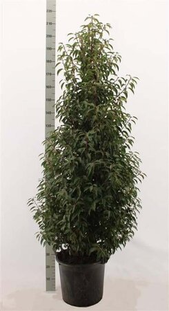 Prunus lusitanica 'Angustifolia' 150-175 cm met kluit - afbeelding 15