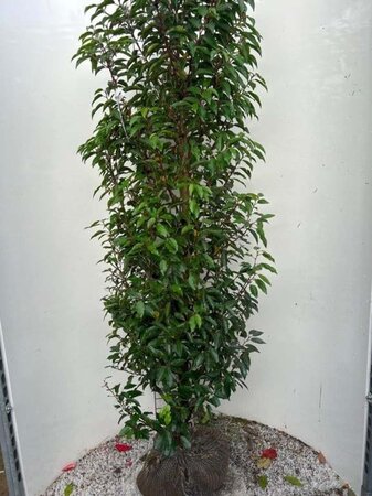 Prunus lusitanica 'Angustifolia' 150-175 cm met kluit - afbeelding 19