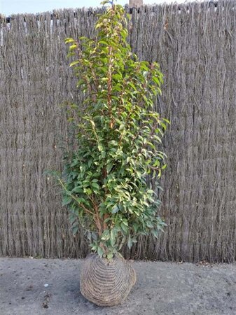 Prunus lusitanica 'Angustifolia' 150-175 cm met kluit - afbeelding 10