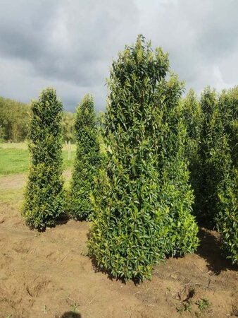 Prunus lusitanica 'Angustifolia' 200-250 cm met kluit - afbeelding 2