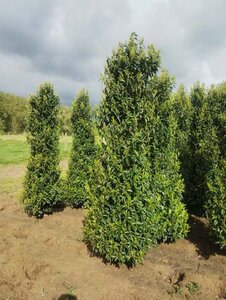 Prunus lusitanica 'Angustifolia' 200-250 cm met kluit - afbeelding 2