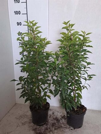 Prunus lusitanica 'Angustifolia' 40-60 cm cont. 3,0L - afbeelding 1