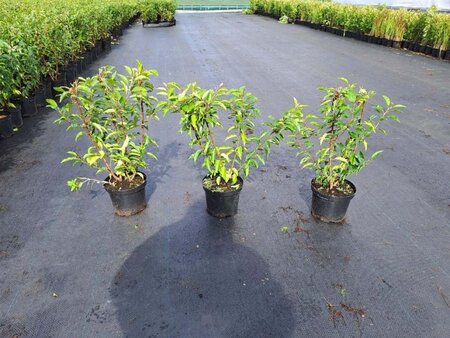 Prunus lusitanica 'Angustifolia' 40-60 cm cont. 3,0L - afbeelding 2