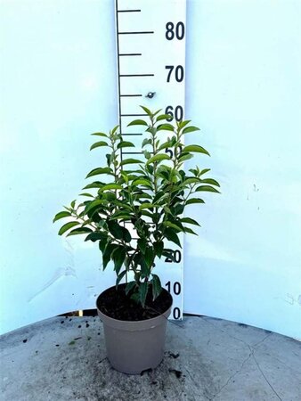 Prunus lusitanica 'Angustifolia' 40-60 cm cont. 3,0L - afbeelding 5