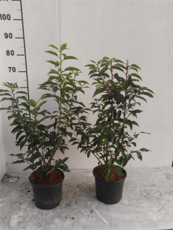 Prunus lusitanica 'Angustifolia' 40-60 cm cont. 3,0L - afbeelding 3