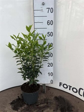 Prunus lusitanica 'Angustifolia' 40-60 cm cont. 3,0L - afbeelding 4