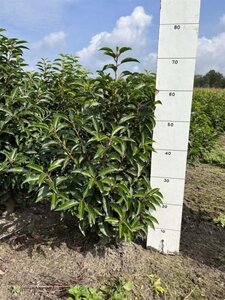 Prunus lusitanica 'Angustifolia' 40-60 cm met kluit - afbeelding 2