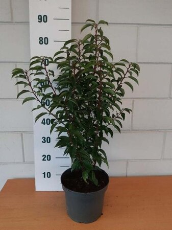 Prunus lusitanica 'Angustifolia' 50-60 cm cont. 5,0L - afbeelding 4