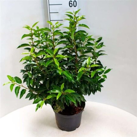 Prunus lusitanica 'Angustifolia' 50-60 cm cont. 5,0L - afbeelding 3