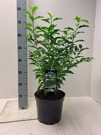 Prunus lusitanica 'Angustifolia' 50-60 cm cont. 5,0L - afbeelding 1