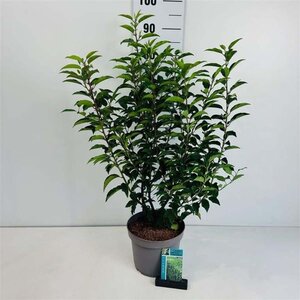 Prunus lusitanica 'Angustifolia' 50-60 cm cont. 5,0L - afbeelding 2