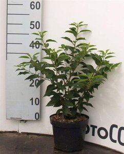 Prunus lusitanica 'Angustifolia' 60-80 cm cont. 3,0L - afbeelding 2