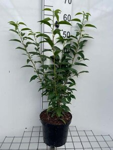 Prunus lusitanica 'Angustifolia' 60-80 cm cont. 3,0L - afbeelding 1