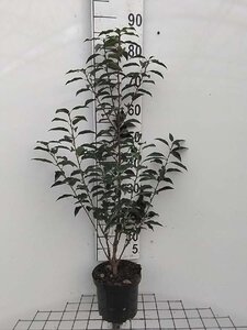 Prunus lusitanica 'Angustifolia' 60-80 cm cont. 3,0L - afbeelding 3