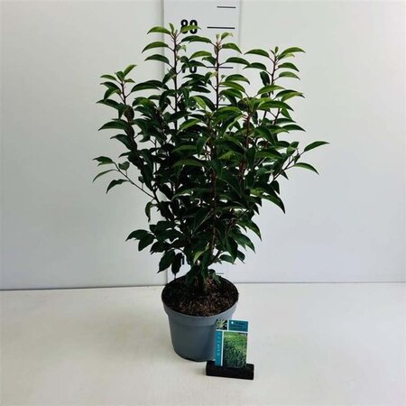 Prunus lusitanica 'Angustifolia' 60-80 cm cont. 3,5L