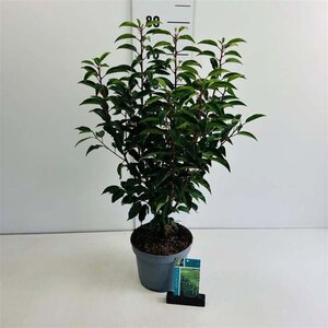 Prunus lusitanica 'Angustifolia' 60-80 cm cont. 3,5L