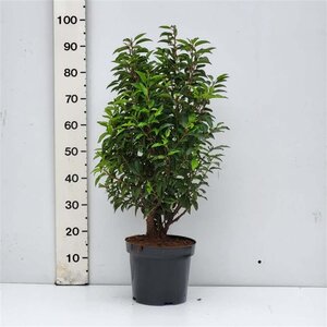 Prunus lusitanica 'Angustifolia' 60-80 cm met kluit - afbeelding 9