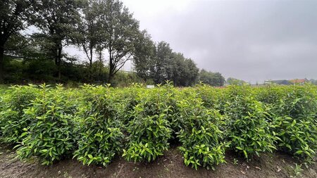 Prunus lusitanica 'Angustifolia' 60-80 cm met kluit - afbeelding 7