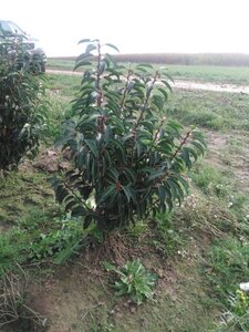 Prunus lusitanica 'Angustifolia' 60-80 cm met kluit - afbeelding 13