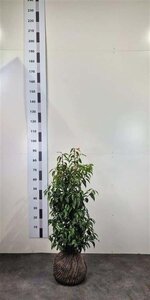 Prunus lusitanica 'Angustifolia' 60-80 cm met kluit - afbeelding 15