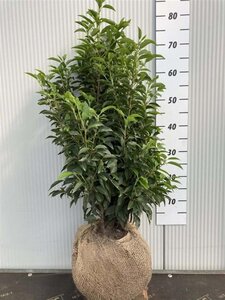 Prunus lusitanica 'Angustifolia' 60-80 cm met kluit - afbeelding 14