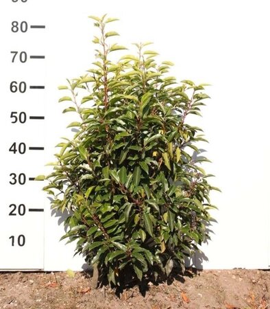 Prunus lusitanica 'Angustifolia' 60-80 cm met kluit - afbeelding 1