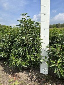 Prunus lusitanica 'Angustifolia' 60-80 cm met kluit - afbeelding 19