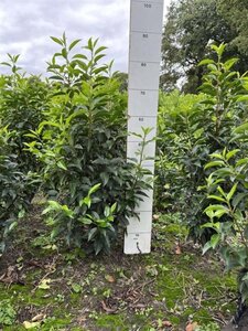 Prunus lusitanica 'Angustifolia' 60-80 cm met kluit - afbeelding 20