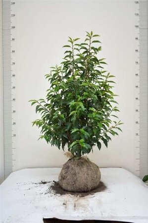 Prunus lusitanica 'Angustifolia' 60-80 cm met kluit - afbeelding 10