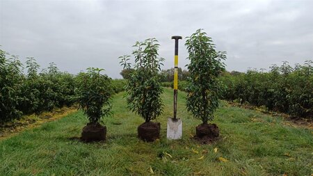 Prunus lusitanica 'Angustifolia' 60-80 cm met kluit - afbeelding 17