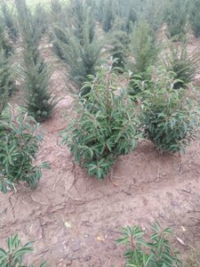 Prunus lusitanica 'Angustifolia' 80-100 cm met kluit