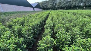 Prunus lusitanica 'Angustifolia' 80-100 cm met kluit