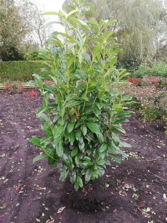 Prunus l. Genolia 100-125 cm met kluit - afbeelding 4