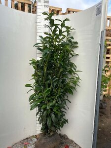 Prunus l. Genolia 125-150 cm met kluit - afbeelding 4