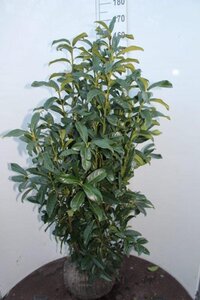 Prunus l. Genolia 125-150 cm met kluit - afbeelding 2