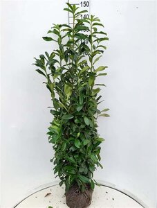 Prunus l. Genolia 125-150 cm met kluit - afbeelding 8