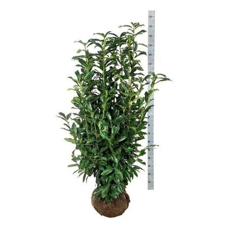 Prunus l. Genolia 125-150 cm met kluit - afbeelding 6