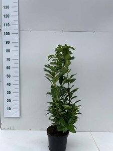 Prunus l. Genolia 60-80 cm cont. 5,0L - afbeelding 2