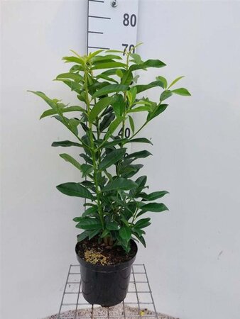 Prunus l. Genolia 60-80 cm cont. 5,0L - afbeelding 3