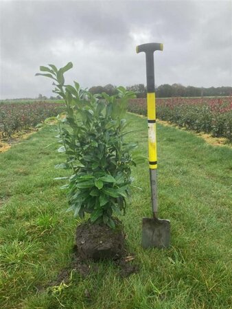 Prunus l. Genolia 60-80 cm met kluit - afbeelding 2