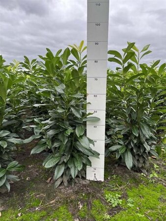 Prunus l. Genolia 60-80 cm met kluit - afbeelding 4