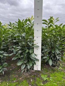 Prunus l. Genolia 60-80 cm met kluit - afbeelding 4