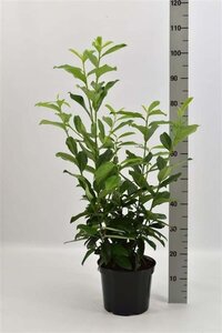 Prunus l. Genolia 80-100 cm cont. 5,0L - afbeelding 3