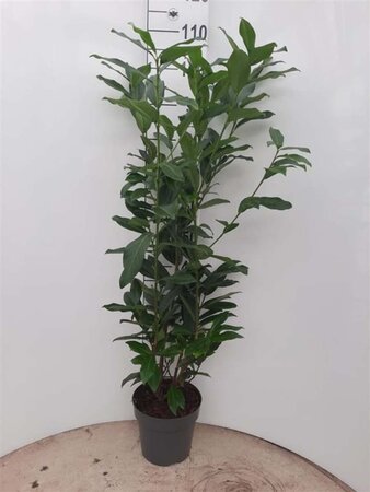 Prunus l. Genolia 80-100 cm cont. 5,0L - afbeelding 4