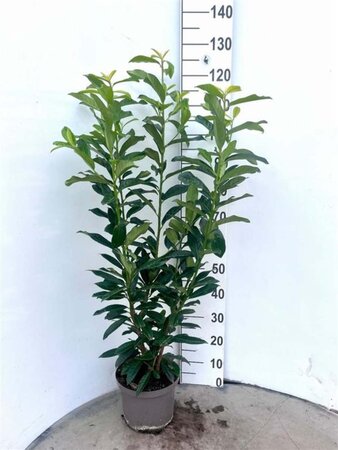 Prunus l. Genolia 80-100 cm cont. 5,0L - afbeelding 5