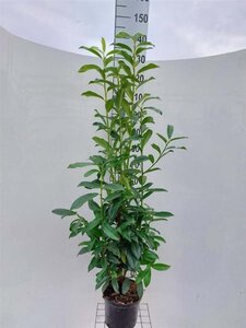 Prunus l. Genolia 80-100 cm cont. 5,0L - afbeelding 2