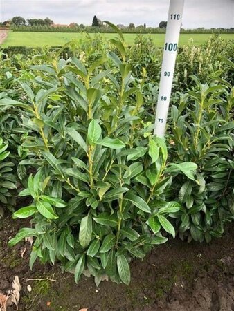 Prunus l. Genolia 80-100 cm met kluit - afbeelding 5