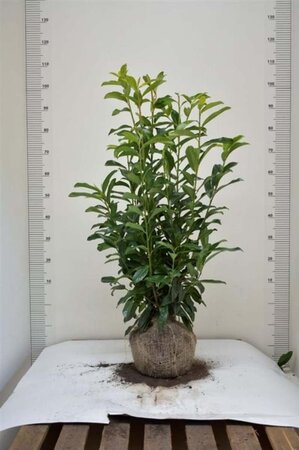 Prunus l. Genolia 80-100 cm met kluit - afbeelding 2